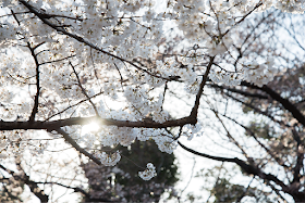 上野公園の桜3