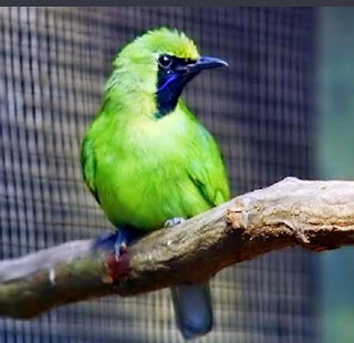 ternak burung cucak ijo