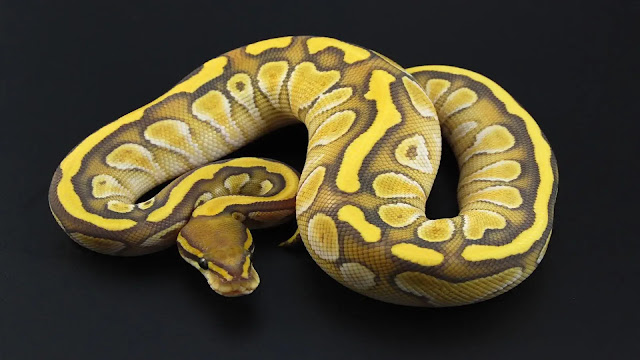 Ball Python