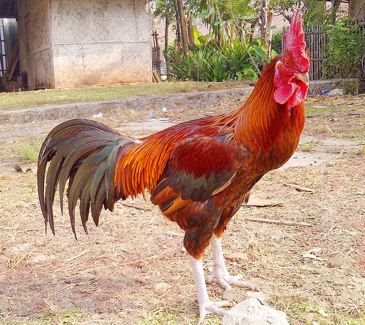 pengertian ayam kampung indonesia