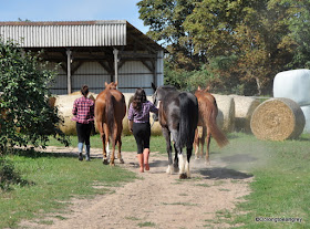 Horses, Frankfurt, Germany