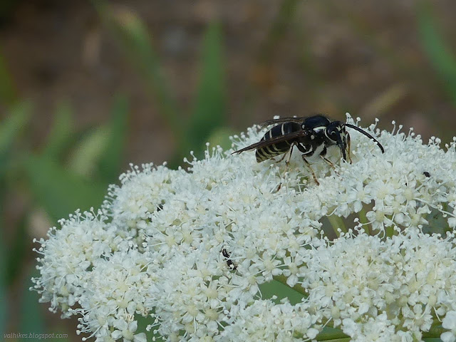 025: wasp on cow parsnip