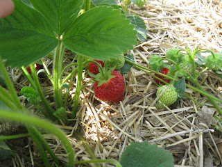 Strawberry Season