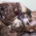 A dog or a pile of mud? A cloth ? A crumpled cardboard?