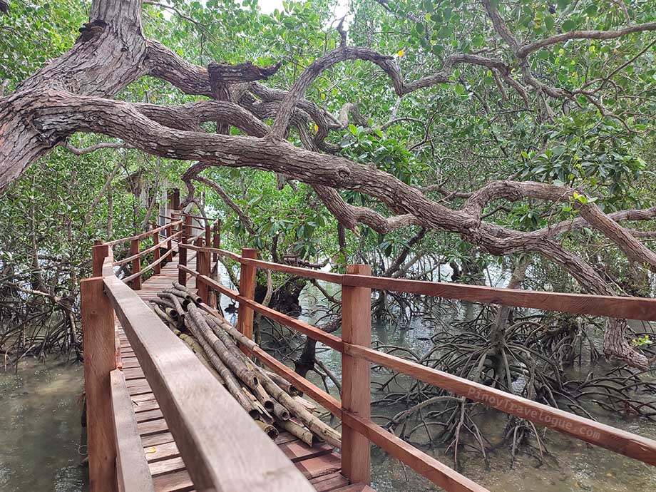 Old-growth mangrove forest of Suyac Island