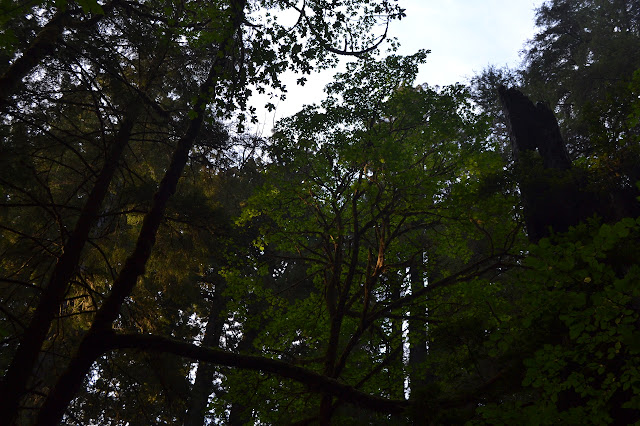 leafy tree in a break