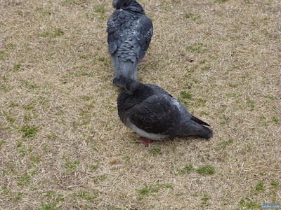 靭公園鳩