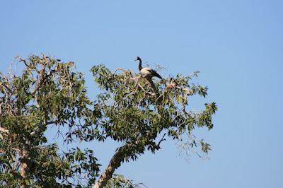 Magpie Goose Lakefield National Park Cape York Australia