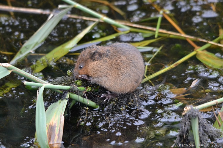 2013-09-22 London Wetland Centre 011