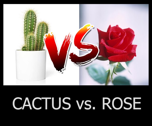 The CACTUS and The ROSE