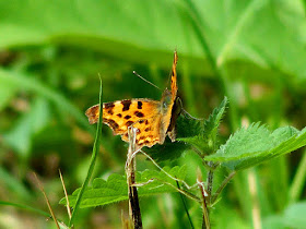 Comma butterfly Polygonia c-album. Indre et Loire. France. Photo by Loire Valley Time Travel.