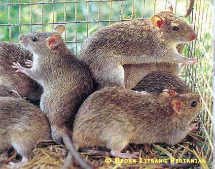 gambar hewan omnivora tikus gambar babi hewan omnivora gambar gambar
