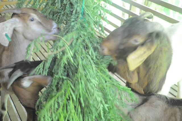 Pilihan Makanan Kambing Terbaik