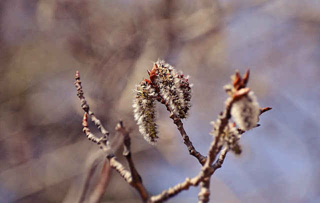 Fuzzy silver-grey aspen catkins begin to stretch out so they can dangle in the wind spreading their pollen, still barely visible by the red outsides of the pollen sacs. https://cohanmagazine.blogspot.com/