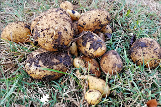 Potatoes laying on the ground, freshly harvested from a bucket