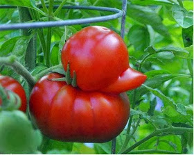 Fruits with curious