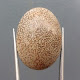Rupa Batu Akik Antik Sarang Semut