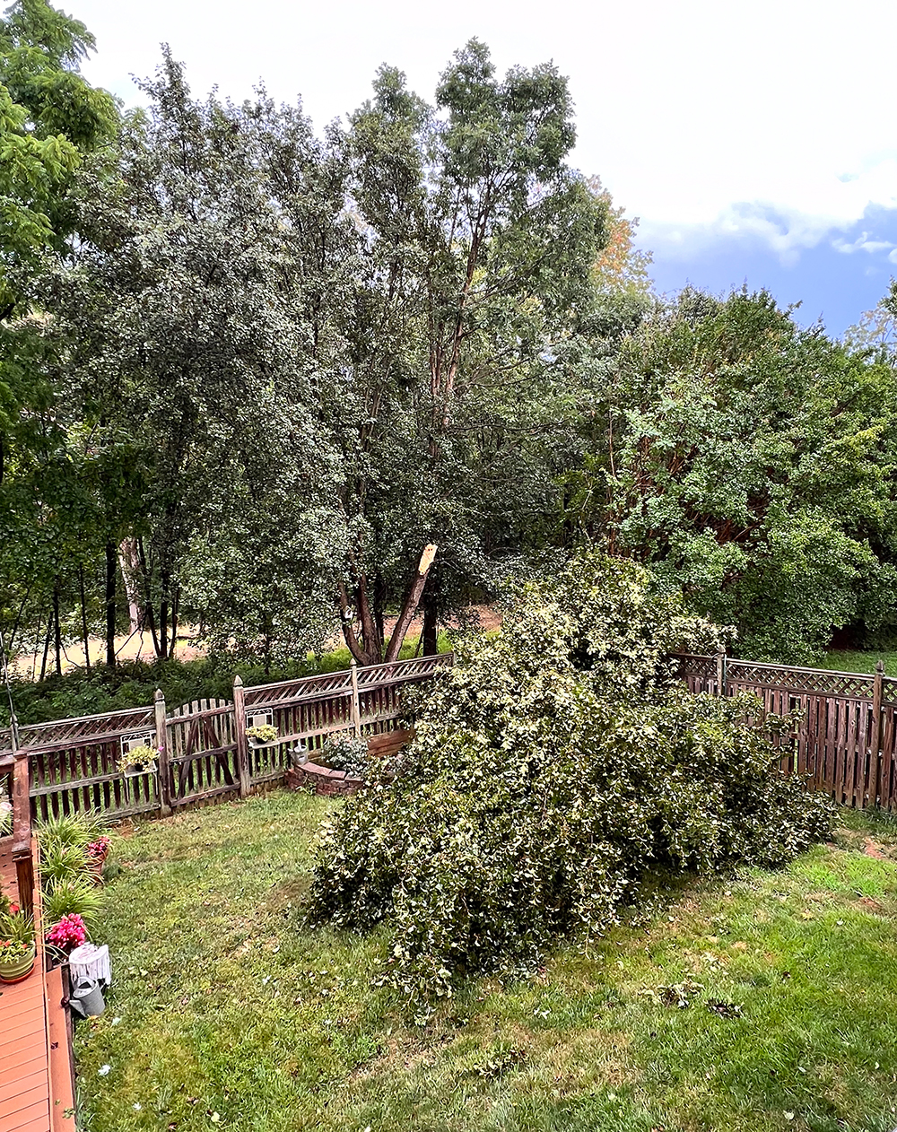 tree fallen in the back yard