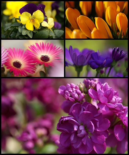 flowers images free download. Free Download