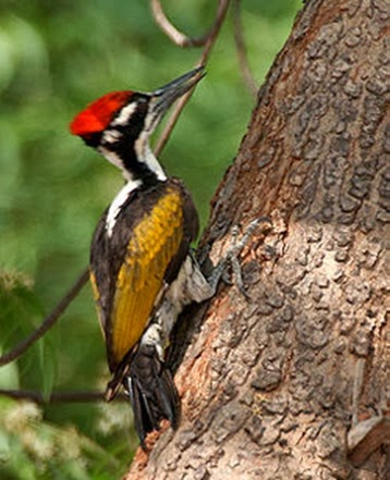 Amazing Pictures of Animals, Photo, Nature, Incredibel, Funny, Zoo, Greater Flameback, Chrysocolaptes guttacristatus, Bird,Alex (21)