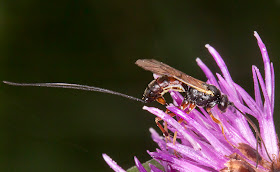 Ichneumon ovipositing on a Knapweed.  High Elms Country Park, Conservation Field, 11 August 2014.