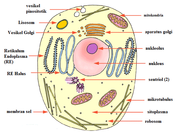 LAPORAN PRAKTIKUM BIOLOGI SEL Fayadh Pedia