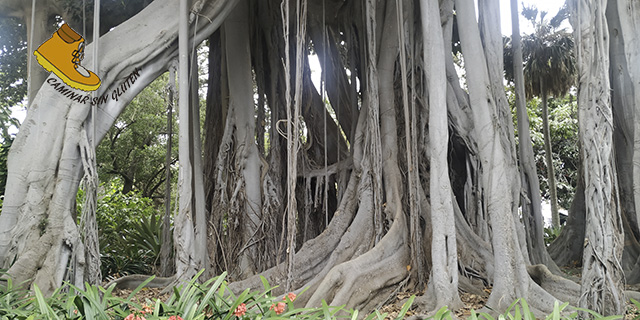 Zona baja de la Higuera de Lord Howe ficus macronésico