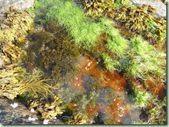 Tidepool