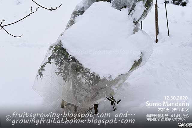 不知火（デコポン）の防寒対策と積雪