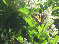 A butterfly in nature