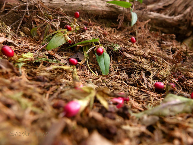 Tripterospermum japonicum