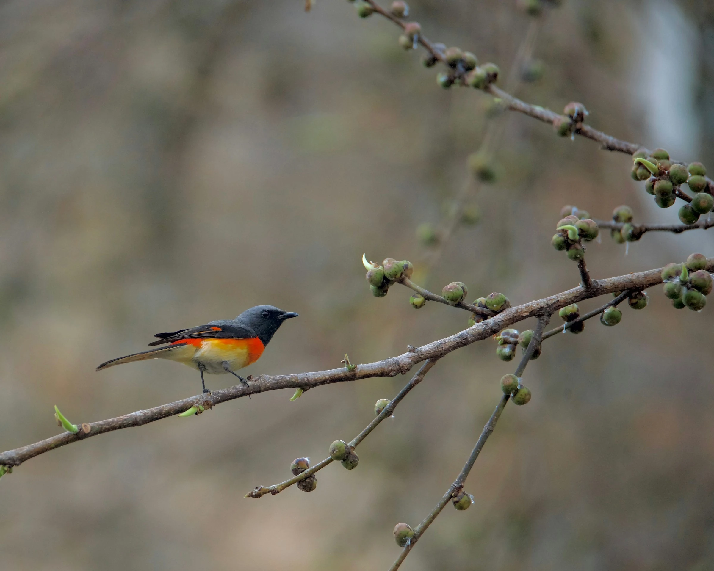 bird watching at Sundarban