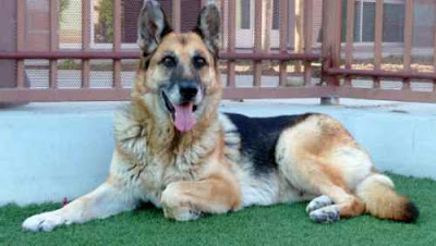 Lady, a beautiful GSD on death row, was adopted by our friend Larry