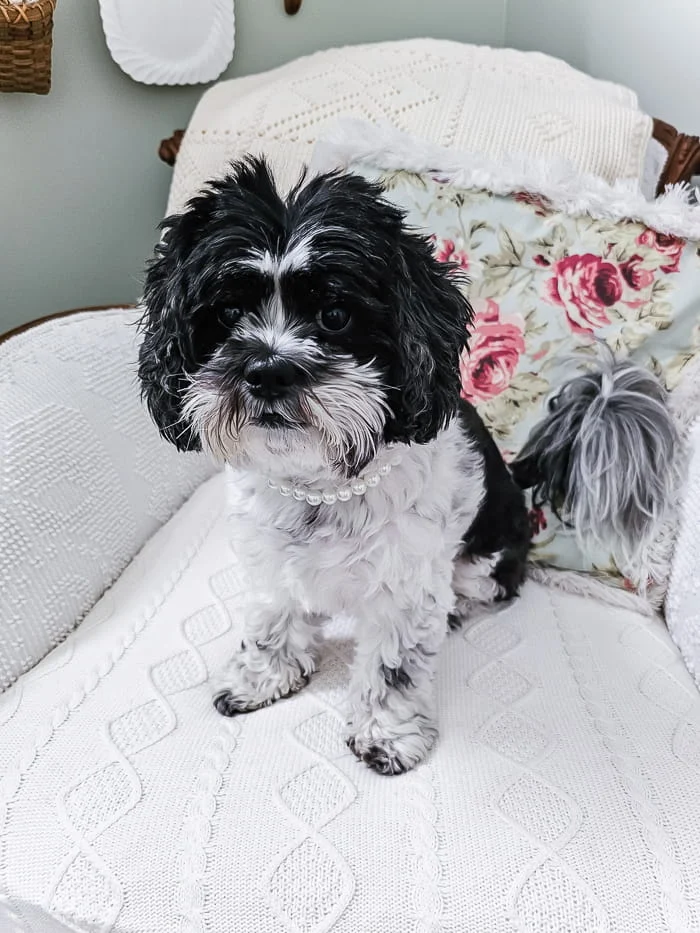 black and white pup, pearl collar