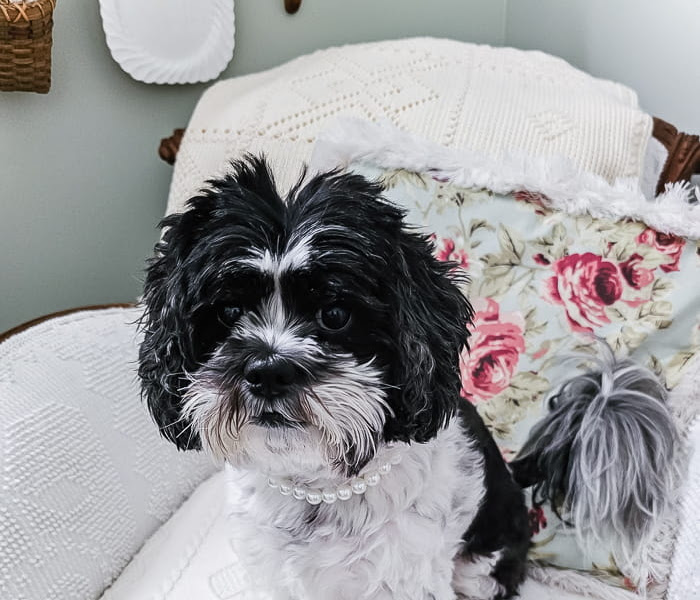 10 Minute DIY Pearl Dog Collar