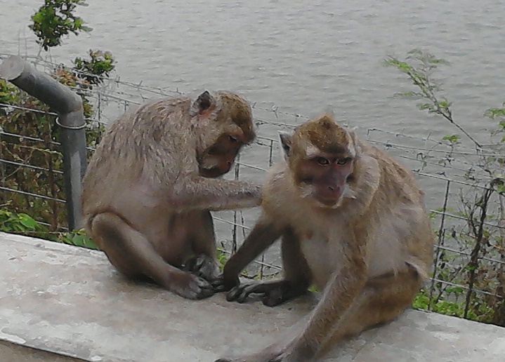 Mencari Kutu Bukti Perasaan Dua Monyet Yang Saling 