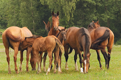 Imágenes de manada de caballos