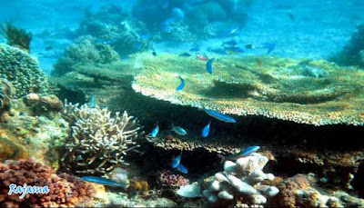 snorkeling-rajasua