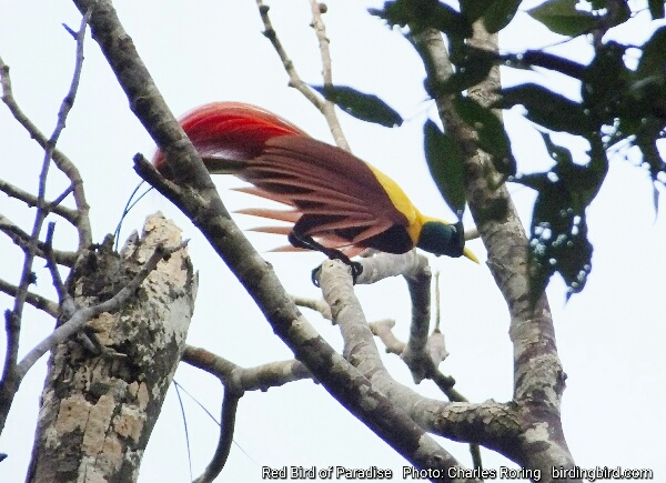 Red Bird of Paradise