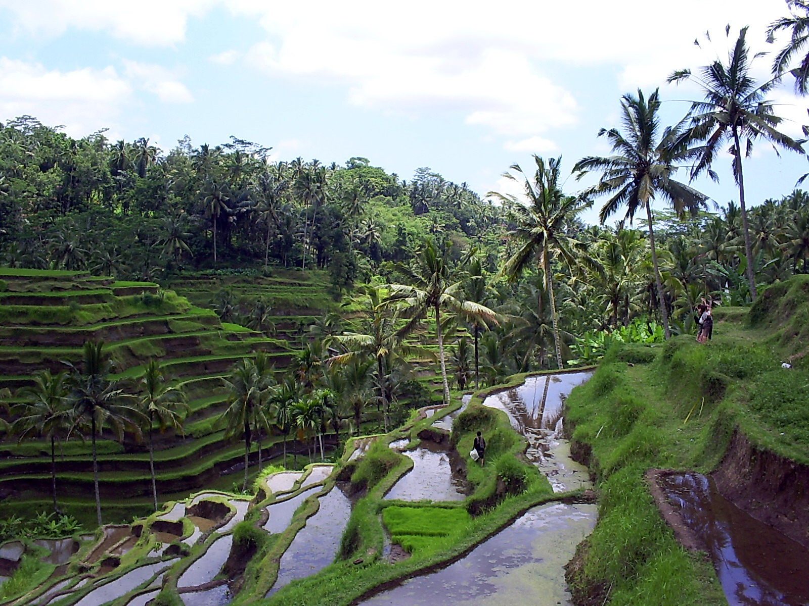Desa Ubud Bali  ONE WITH NATURE