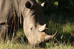 White Rhino