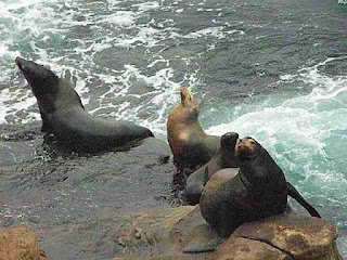 La Jolla Cove Seals (c)David Ocker