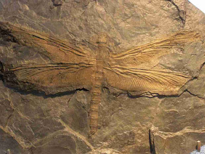 Fosil salah satu jenis Meganeuridae yang pernah ditemukan. Tingkat oksigen yang tinggi serta ketiadaan predator menurut pakar paleontologi menjadi alasan serangga ini bisa memiliki ukuran tubuh yang fantastis