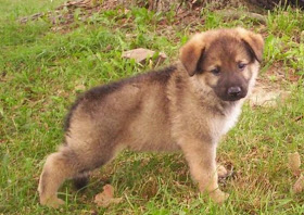 German Shepherd Puppies