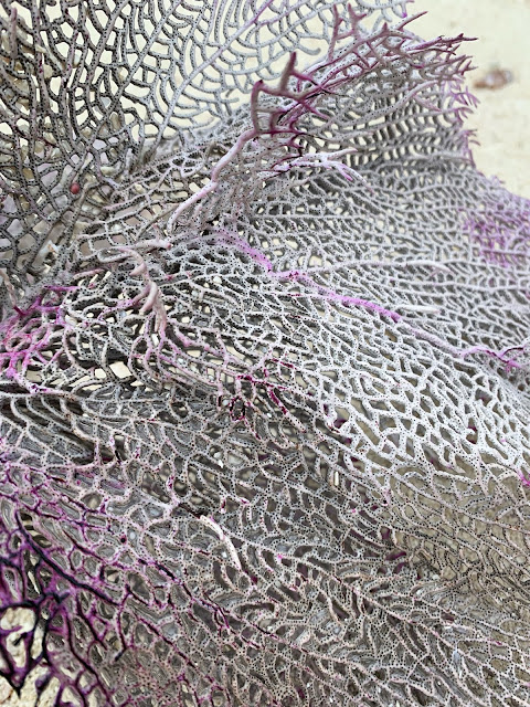 purple sea fan coral