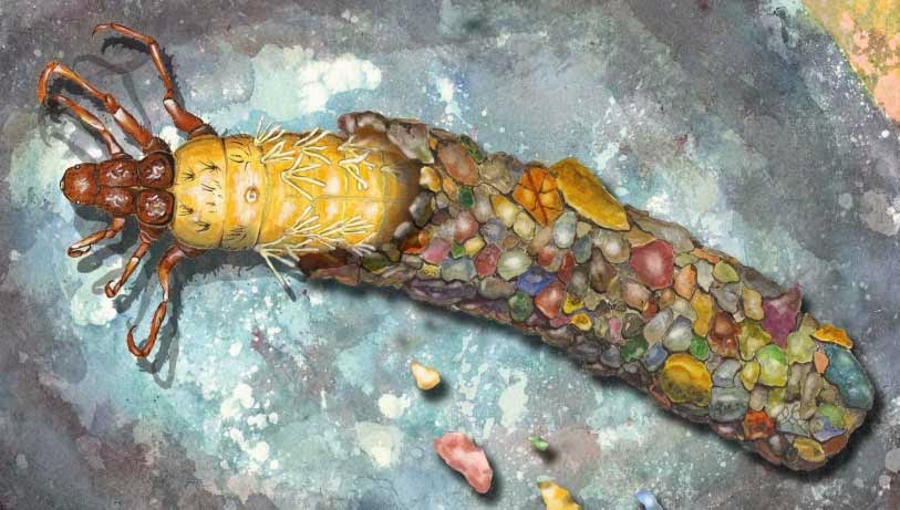 Caddisfly adalah Serangga Penghasil Emas Termahal Wasiwa