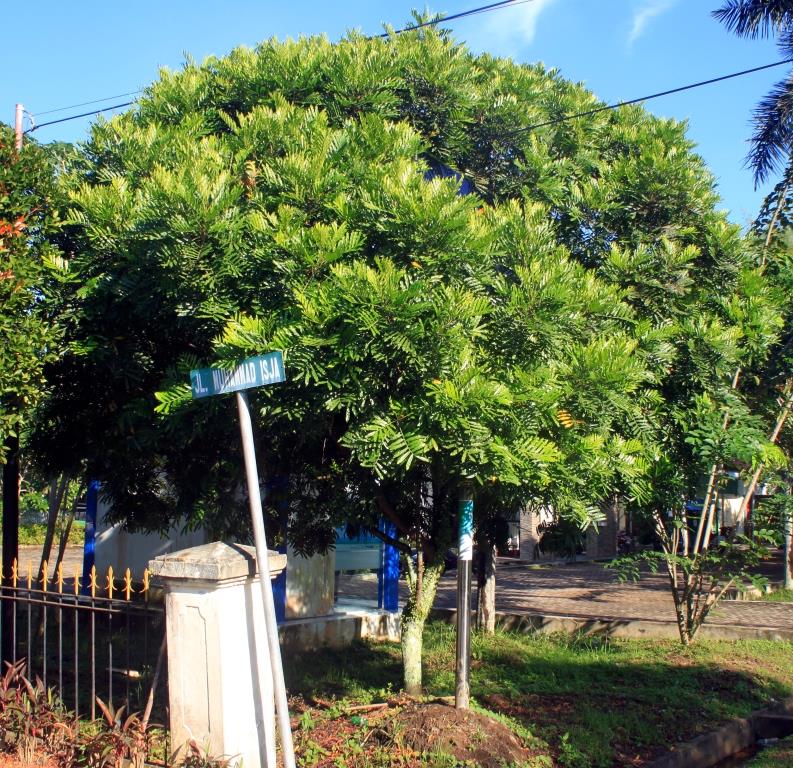 7 Jenis Pohon Peneduh untuk Taman Minimalis dan Halaman  