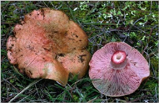 lactarius sanguifluus, rovelló