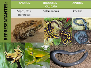 http://www.sobiologia.com.br/conteudos/Reinos3/bioanfibios.php