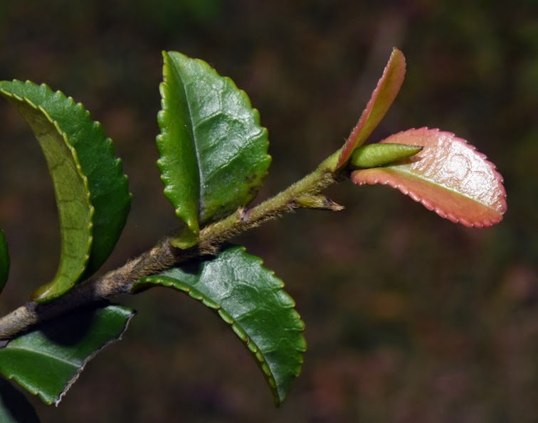 福星花園 假柃木 賽柃木